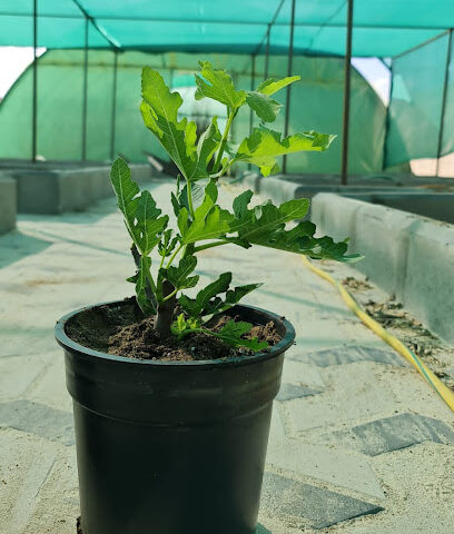 مشتل ثمرة - الطائف - +966 55 706 3850