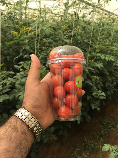 ثمارات القصيم - Saudi Arabia|52764
