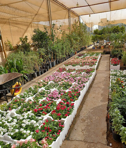 مشاتل الجودة الزراعيةه مشتل بندر - الرياض - +966 53 722 3686
