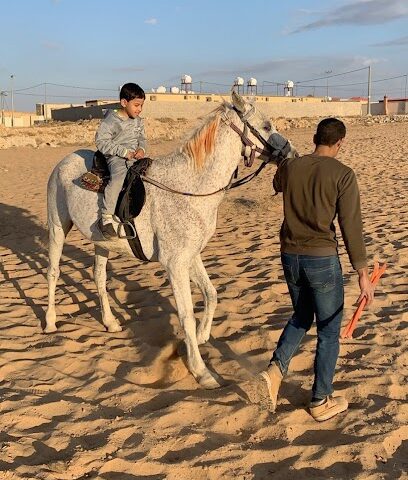 مربط طلال للخيول - بريدة - +966 54 828 3530