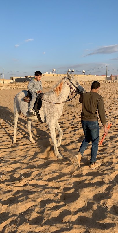 مربط طلال للخيول - Saudi Arabia|6689، بريدة 52253 2380،