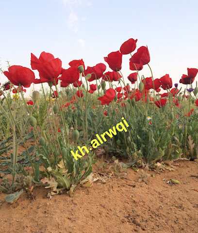 مشتل نوره للنباتات البرية - سكاكا - +966 56 346 7867