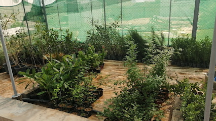 مشتل المدينة الصحية - البكيرية - +966 55 514 4012