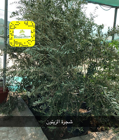 ورد وظل للزهور والنباتات الطبيعيه - بدر - +966 50 926 2620