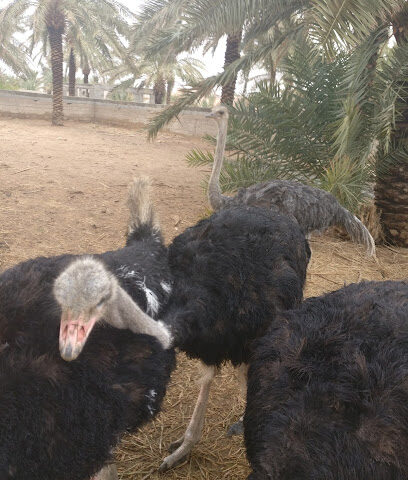 مزرعة راشد عبدالله المومي القعيد - طريق بدون اسم - +966 56 974 2251