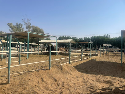 جامعة القصيم ، مركز ابحاث الابل - المليداء - +966 16 380 0050