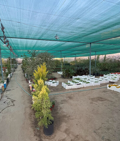 مشتل تندحة الخضراء - خميس مشيط - +966 55 278 2940