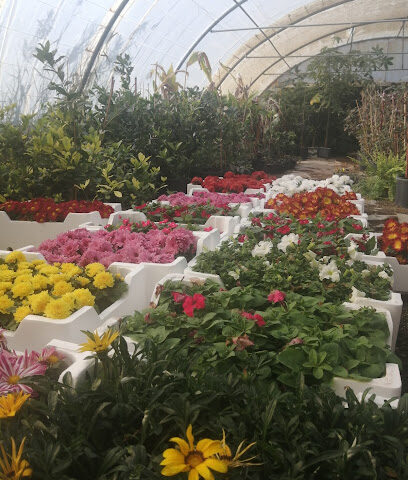 مزرعة ثمرات اليوم - صفوى - +966 56 357 7900