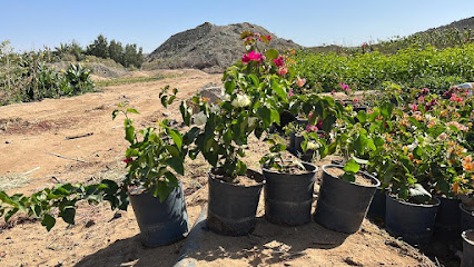 أبو القاسم للمانجو والنباتات - ابو عريش - +966 53 248 9363