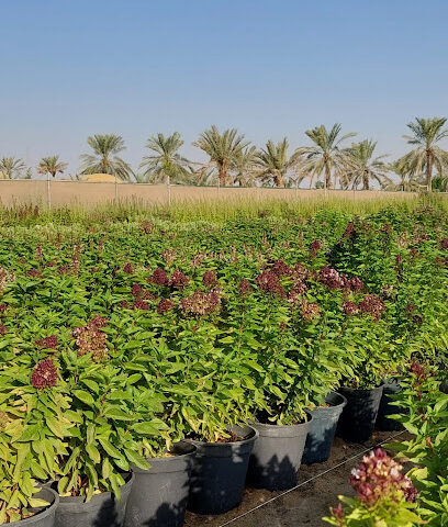 مزرعة الأراضي الزراعية الخضراء الأراضي الخضراء للزراعة - ابو معن - +966 50 389 3721