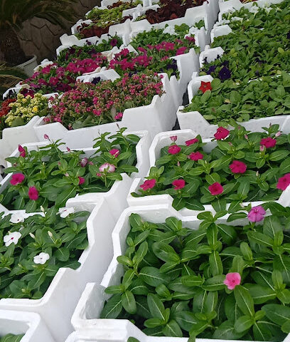 مشتل الياسمين الزراعي - مكة المكرمة - +966 50 583 7626