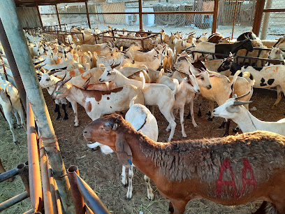 الأسواق وحظائر الماشية في الجبيل - الجبيل -