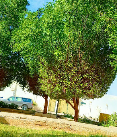 ملعب - الرياض -