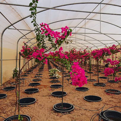 مزرعة بدان الخرج - الدلم - +966 11 464 9442