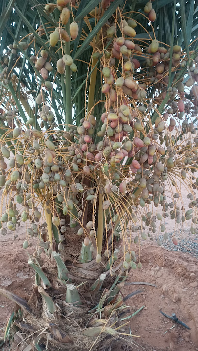 مزرعة الوالدين بركة 1 - Saudi Arabia|53458