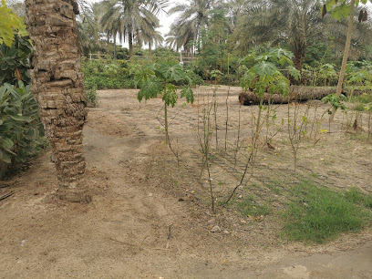 مشتل سياب - عنك - +966 56 149 9466