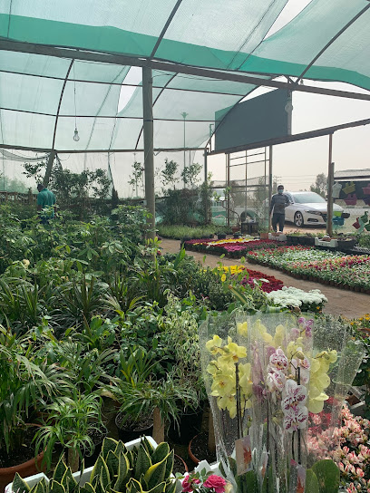 حضانة العرود - Saudi Arabia|Tabuk 47318|Cultivated Area|CJJ9+5X5