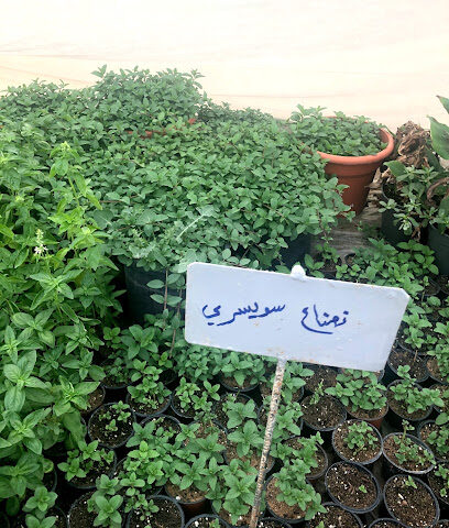 مشتل الفلاح - الثمرية - +966 53 000 3544