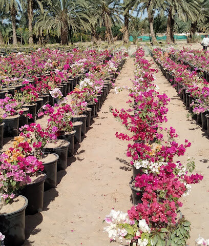 مزرعة لفيف -  - +966 56 889 0031