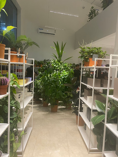 بلانت راك | رف النبات - Saudi Arabia|Sakaka 72311|WRAA3956، 3956
