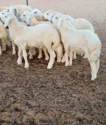ابو مقبل لبيع الذبائح - مكة المكرمة - +966 56 648 9867