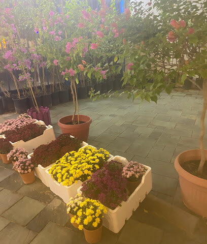 مشتل الزعفران - بريدة -