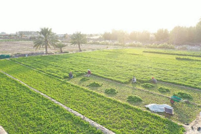 ابداع وطن العقاري - القطيف - +966 50 499 6433