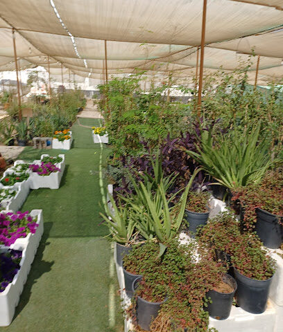 مشتل عايد الشمري الزراعي - الخفجي - +966 53 873 8161