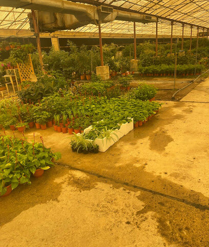 الإرتفاف الزراعية. حضانة كو - الرياض - +966 53 881 6963