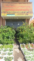 احمد المشعل للنباتات - الدمام - +966 58 869 9566